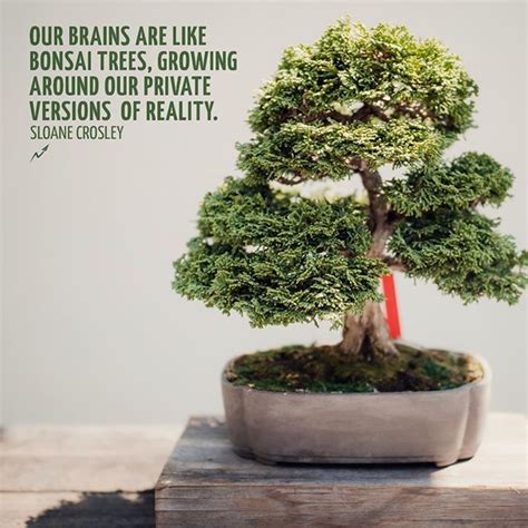 mr miyagi quotes|mr miyagi bonsai tree quote.